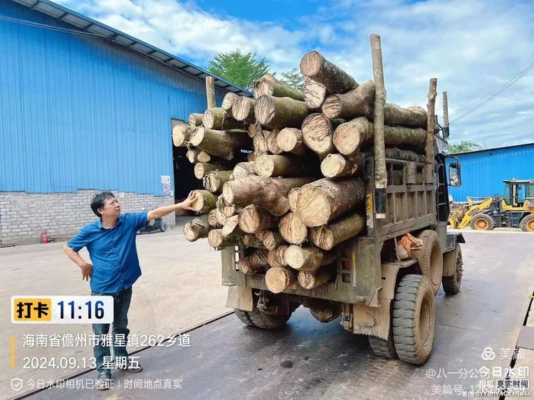 海南橡膠扎實(shí)做好風(fēng)害林木資產(chǎn)回收及保全工作